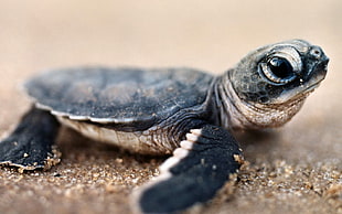 baby turtle photo HD wallpaper